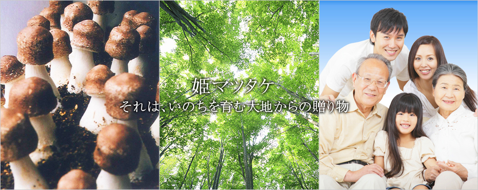 姫マツタケ それは、いのちを育む大地からの贈り物