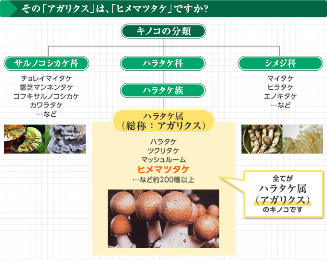 その「アガリクス」は、「ヒメマツタケ」ですか？